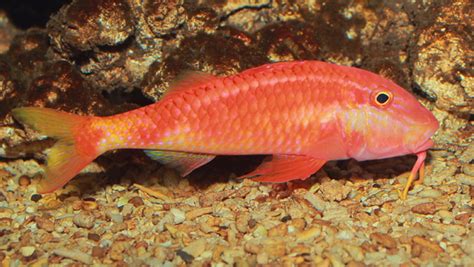 Waikīkī Aquarium » Goatfishes.